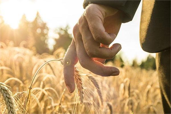 تأمين على المحاصيل